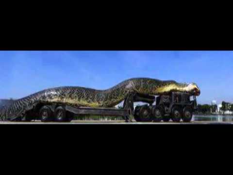 youtube free movies anaconda